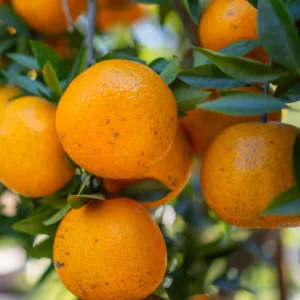 Orange Tree, Orange Fruit Tree, Live Orange Tree From 2 To 3 Feet Tall in 1 Gallon Pot, Miniature Orange Tree