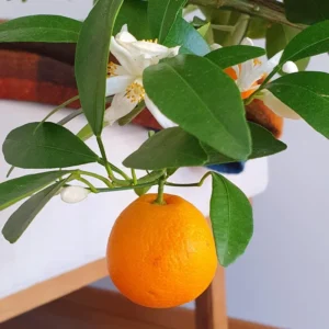 Calamansi Tree, Calamondin Orange Tree, Fruit Tree, Dwarf Fruit Tree Live Plant 1 Gallon, 3 Feet Tall