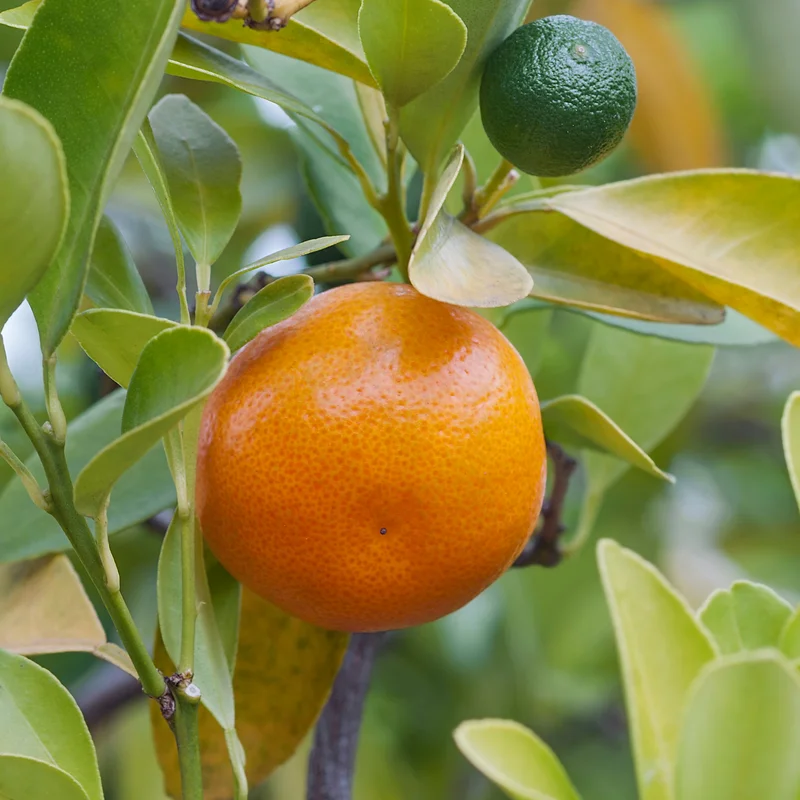 Calamansi Tree, Calamondin Orange Tree, Fruit Tree, Dwarf Fruit Tree Live Plant 1 Gallon, 3 Feet Tall