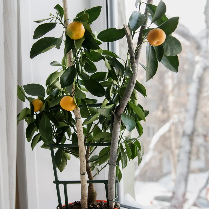 Calamansi Tree, Calamondin Orange Tree, Fruit Tree, Dwarf Fruit Tree Live Plant 1 Gallon, 3 Feet Tall