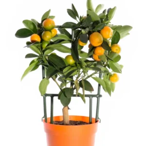 Calamansi Tree, Calamondin Orange Tree, Fruit Tree, Dwarf Fruit Tree Live Plant 1 Gallon, 3 Feet Tall