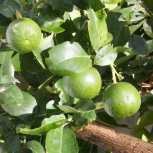 Persian Lime Tree, Live Grafted Persian Lime Tree, Fruit Tree Live Plant - 1 Gallon Pot, 2 Feet Tall