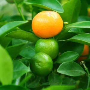 Calamansi Tree, Calamondin Orange Tree, Fruit Tree, Dwarf Fruit Tree Live Plant 1 Gallon, 3 Feet Tall