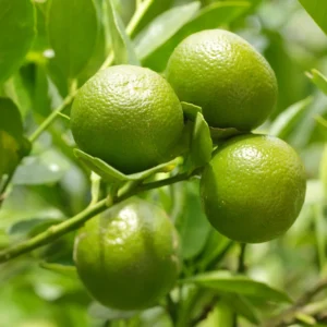 Persian Lime Tree, Live Grafted Persian Lime Tree, Fruit Tree Live Plant - 1 Gallon Pot, 2 Feet Tall