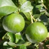 Persian Lime Tree, Live Grafted Persian Lime Tree, Fruit Tree Live Plant - 1 Gallon Pot, 2 Feet Tall