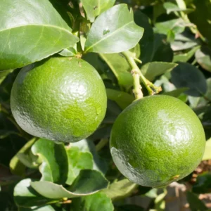 Persian Lime Tree, Live Grafted Persian Lime Tree, Fruit Tree Live Plant - 1 Gallon Pot, 2 Feet Tall