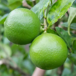 Persian Lime Tree, Live Grafted Persian Lime Tree, Fruit Tree Live Plant - 1 Gallon Pot, 2 Feet Tall