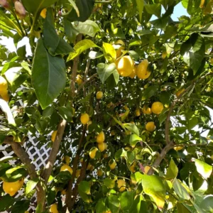 Ponderosa Lemon Tree, Fruit Tree Live Plant Outdoor - 1 Gallon Pot, 3 Feet Height