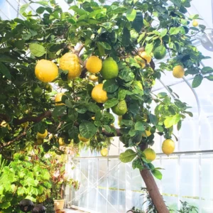 Ponderosa Lemon Tree, Fruit Tree Live Plant Outdoor - 1 Gallon Pot, 3 Feet Height