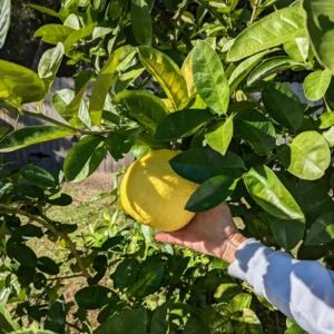 Ponderosa Lemon Tree, Fruit Tree Live Plant Outdoor - 1 Gallon Pot, 3 Feet Height