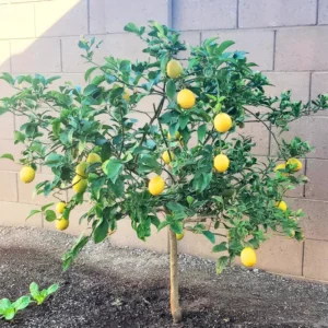 Ponderosa Lemon Tree, Fruit Tree Live Plant Outdoor - 1 Gallon Pot, 3 Feet Height