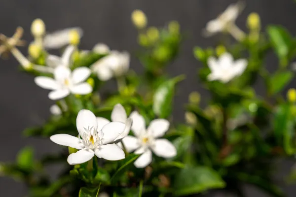 Asian-Snow-Jasmine, Asian-Snow-plants