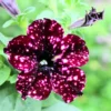 2 Sky Petunia Plants Live – 4-8 Inch Tall Seedlings with Stunning Star Blooms for Outdoor Gardens
