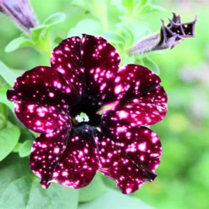 2 Sky Petunia Plants Live – 4-8 Inch Tall Seedlings with Stunning Star Blooms for Outdoor Gardens