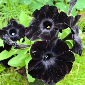 2 Black Petunia Live Plants – 4-8 Inch Tall Starry Petunia Flowers Perfect for Outdoor Planting
