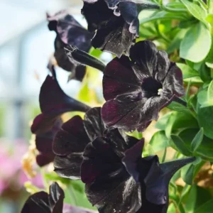 2 Black Petunia Live Plants – 4-8 Inch Tall Starry Petunia Flowers Perfect for Outdoor Planting