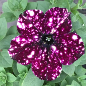 2 Sky Petunia Plants Live – 4-8 Inch Tall Seedlings with Stunning Star Blooms for Outdoor Gardens