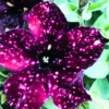 2 Sky Petunia Plants Live – 4-8 Inch Tall Seedlings with Stunning Star Blooms for Outdoor Gardens