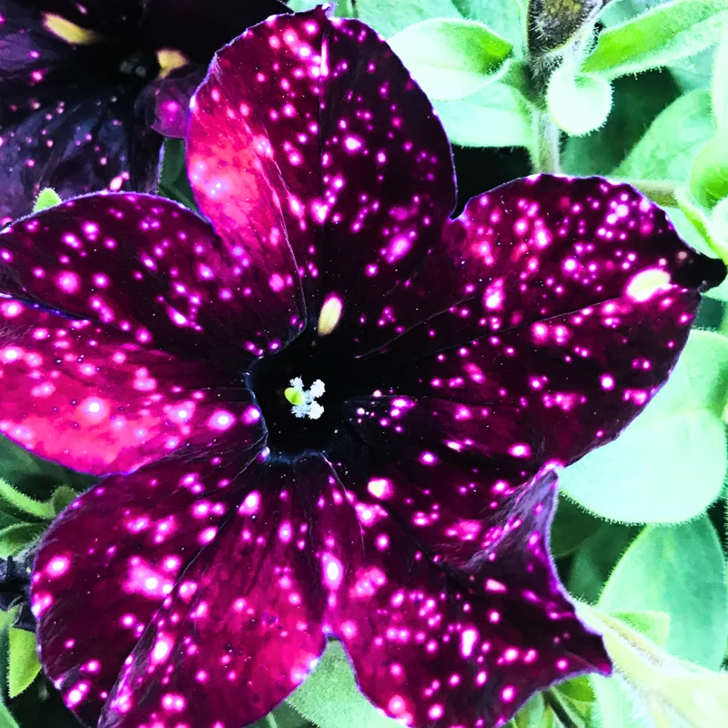 2 Sky Petunia Plants Live – 4-8 Inch Tall Seedlings with Stunning Star Blooms for Outdoor Gardens