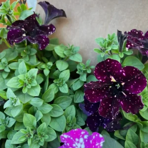 2 Sky Petunia Plants Live – 4-8 Inch Tall Seedlings with Stunning Star Blooms for Outdoor Gardens