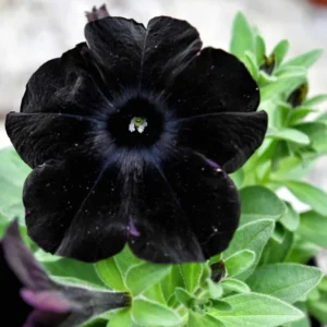 2 Black Petunia Live Plants – 4-8 Inch Tall Starry Petunia Flowers Perfect for Outdoor Planting