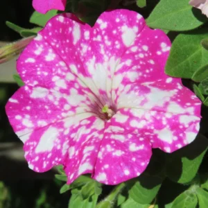 4 Petunia Live Plants – 4-8 Inch Tall Seedlings Perfect for Eye-Catching Garden Displays