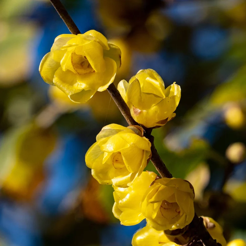 Wintersweet Tree Live Plant – 4-Inch Potted Seedling with Fragrant Yellow Flowers, Winter Blooming for Gardens