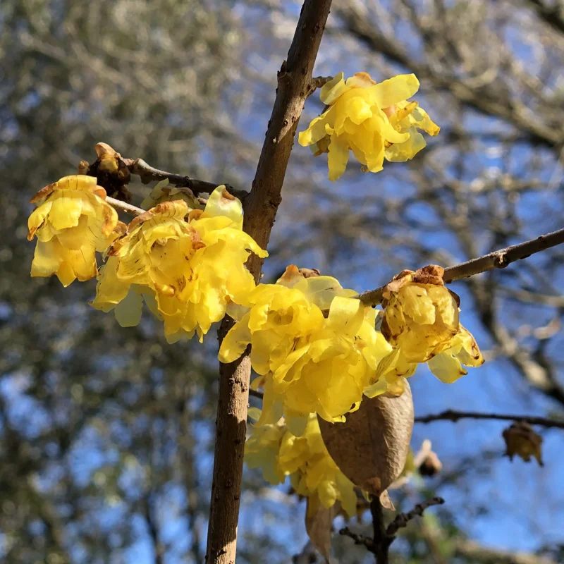 Wintersweet Tree Live Plant – 4-Inch Potted Seedling with Fragrant Yellow Flowers, Winter Blooming for Gardens