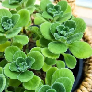 Fragrant Plectranthus Vick Plant Live – 4-Inch Potted Houseplant for Indoors or Garden Landscaping