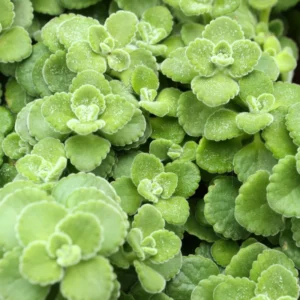 Fragrant Plectranthus Vick Plant Live – 4-Inch Potted Houseplant for Indoors or Garden Landscaping