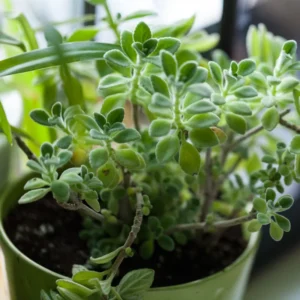 Fragrant Plectranthus Vick Plant Live – 4-Inch Potted Houseplant for Indoors or Garden Landscaping