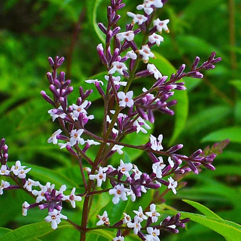 Lemon Verbena Live Plant – Fragrant Perennial Herb in 4-Inch Pot, Ideal for Indoor and Outdoor Culinary Gardens