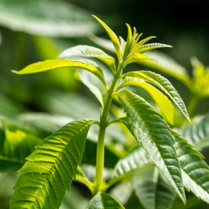 Lemon Verbena Live Plant – Fragrant Perennial Herb in 4-Inch Pot, Ideal for Indoor and Outdoor Culinary Gardens