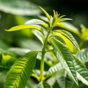 Live Lemon Verbena Herb Plant – Aromatic Perennial in 4-Inch Pot for Kitchen, Landscaping, or Garden Spaces