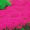 Red Creeping Thyme Live Plants – Set of 2 Hardy Perennials in 3.5-Inch Pots, Perfect for Ground Cover
