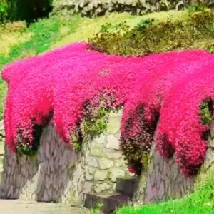 Red Creeping Thyme Live Plants – Set of 2 Hardy Perennials in 3.5-Inch Pots, Perfect for Ground Cover