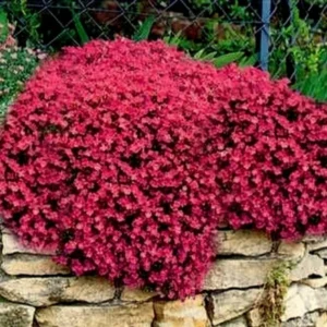 Red Creeping Thyme Live Plants – Set of 2 Hardy Perennials in 3.5-Inch Pots, Perfect for Ground Cover