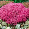 Red Creeping Thyme Live Plants – Set of 2 Hardy Perennials in 3.5-Inch Pots, Perfect for Ground Cover