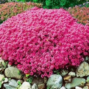 Red Creeping Thyme Live Plants – Set of 2 Hardy Perennials in 3.5-Inch Pots, Perfect for Ground Cover
