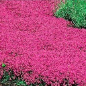 Red Creeping Thyme Live Plants – Set of 2 Hardy Perennials in 3.5-Inch Pots, Perfect for Ground Cover