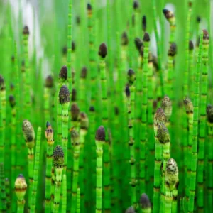 5 Live Horsetail Grass Perennials – 4-Inch Potted Plants for Stunning Aquatic Gardens and Natural Landscapes