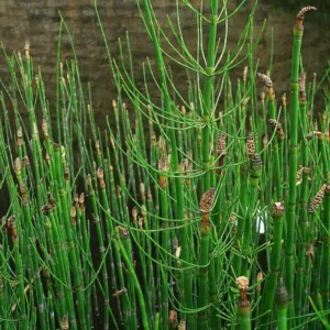 5 Live Horsetail Grass Perennials – 4-Inch Potted Plants for Stunning Aquatic Gardens and Natural Landscapes