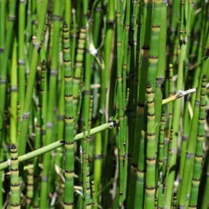 5 Live Horsetail Grass Perennials – 4-Inch Potted Plants for Stunning Aquatic Gardens and Natural Landscapes