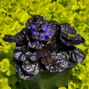 Black Ajuga Live Plant – Hardy Ground Cover in 3.5-Inch Pot, Perfect for Vibrant Garden Designs