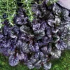 Black Ajuga Live Plant – Hardy Ground Cover in 3.5-Inch Pot, Perfect for Vibrant Garden Designs