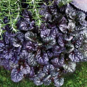 Black Ajuga Live Plant – Hardy Ground Cover in 3.5-Inch Pot, Perfect for Vibrant Garden Designs