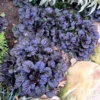 Black Ajuga Live Plant – Hardy Ground Cover in 3.5-Inch Pot, Perfect for Vibrant Garden Designs