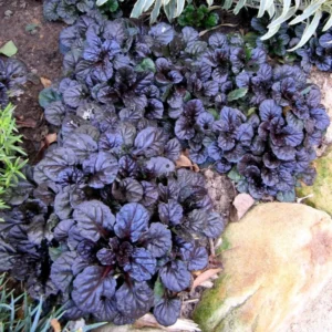 Black Ajuga Live Plant – Hardy Ground Cover in 3.5-Inch Pot, Perfect for Vibrant Garden Designs