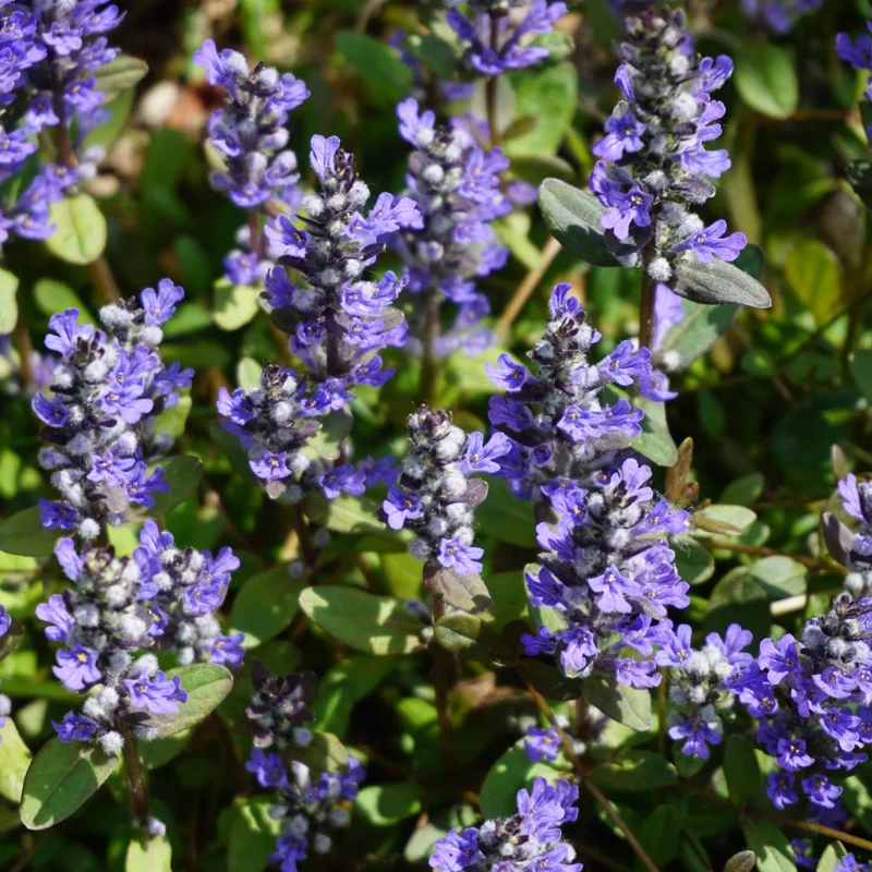2 Chocolate Ajuga Live Plants – Fragrant Ground Cover Perennials in 3.5-Inch Pots, Perfect for Garden Designs