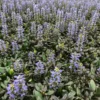 2 Chocolate Ajuga Live Plants – Fragrant Ground Cover Perennials in 3.5-Inch Pots, Perfect for Garden Designs